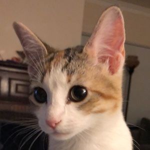 Meet your Posher, Willow